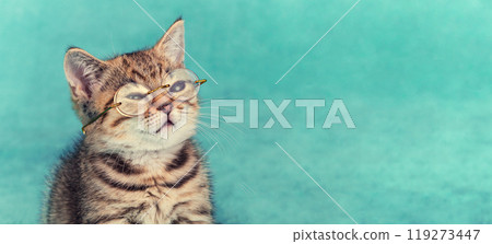 Cute funny little kitten wearing glasses on a blue-green background. Horizontal banner 119273447