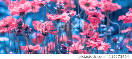 Blue vintage blossoming Rudbeckia hirta (Black-eyed Susan) flowers in the garden in summer. Nature background. Horizontal banner 119273464