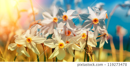 Flowers background. Blooming wild Narcissus plant. Floral spring nature background. Horizontal banner 119273478