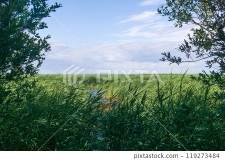 vast tidal marsh on baltic sea coast with reed beds in the foreground 119273484