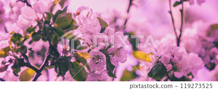 Vintage blossoming orchard. Apple tree branches with flowers. Horizontal banner 119273525