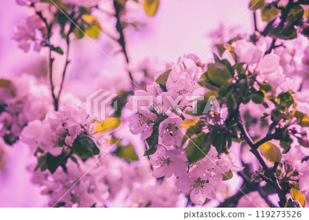 Vintage blossoming orchard. Apple tree branches with flowers Vintage blossoming orchard. Apple tree branches with flowers 119273526