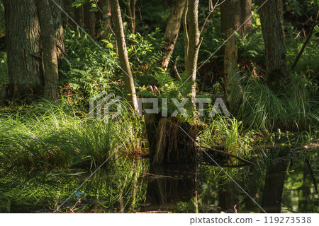 shady swamp, forested wetland with ferns shady swamp, forested wetland with ferns 119273538