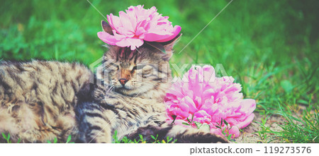 Funny cat with a peony flower on his head lies on the grass in the summer garden 119273576
