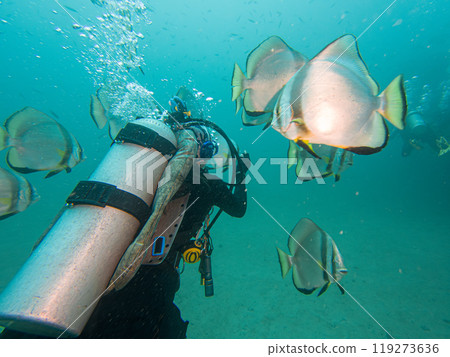 School of Platax teira, Longfin spadefish, or batfish, and a SCUBA diver Puerto Galera, Philippines School of Platax teira, Longfin spadefish, or batfish, and a SCUBA diver Puerto Galera, Philippines 119273636