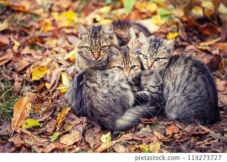 Family of cats. Mother cat with two kittens sits on fallen leaves in autumn 119273727