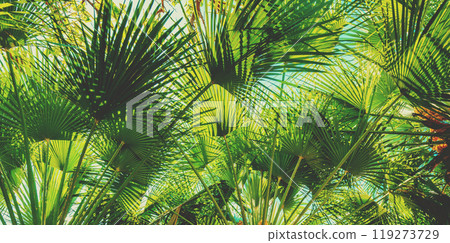 Branches with leaves of Chamaerops humilis palm trees. Tropical landscape. Green nature background Branches with leaves of Chamaerops humilis palm trees. Tropical landscape. Green nature background 119273729