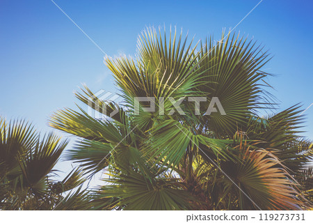 Tropic palm trees against the blue sky. Tropical landscape. Beautiful tropic nature 119273731