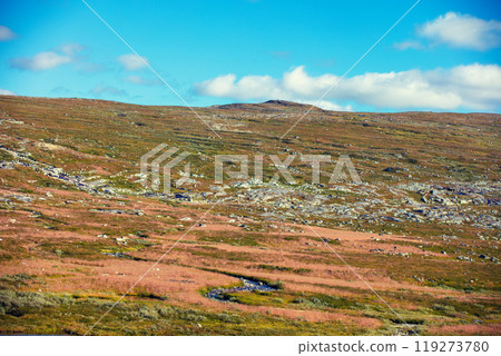 Arctic wilderness, tundra, minimalistic landscape. Nature of Norway Arctic wilderness, tundra, minimalistic landscape. Nature of Norway 119273780