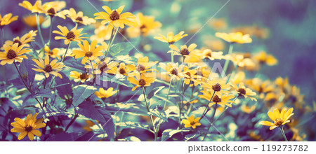 Flowering Rudbeckia in summer nature background. Horizontal banner Flowering Rudbeckia in summer nature background. Horizontal banner 119273782