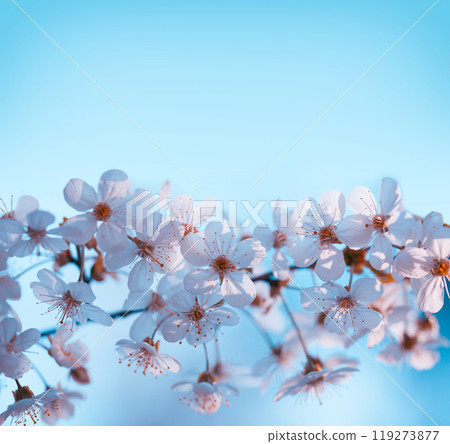Blooming orchard. Blossoming cherry tree branches against the blue sky 119273877
