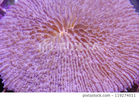 Pink Plate Coral, Fungia spp Pink Plate Coral, Fungia spp 119274011