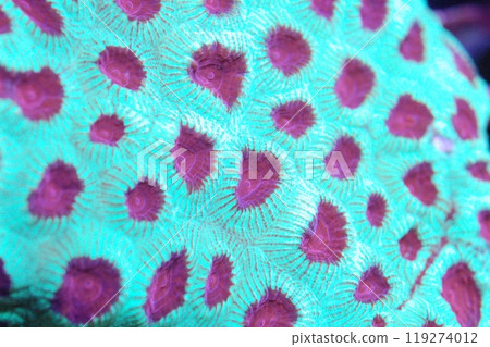 Red Eye Turquoise Favia - Favia spp Red Eye Turquoise Favia - Favia spp 119274012