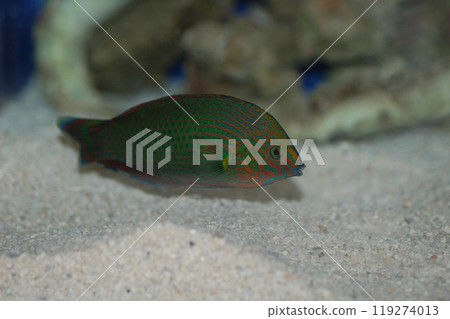 Dusky Wrasse - Halichoeres marginatus 119274013