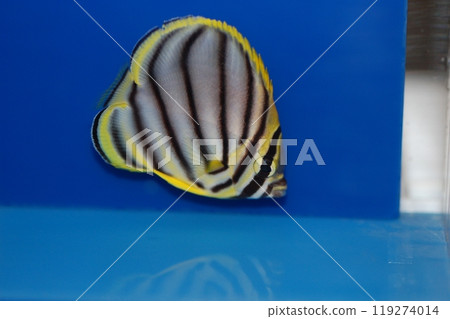 Meyer's Butterfly Fish, Scrawled Butterflyfish - Chaetodon meyeri 119274014