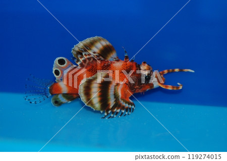 Fu Manchu Lionfish - Dendrochirus biocellatus Fu Manchu Lionfish - Dendrochirus biocellatus 119274015