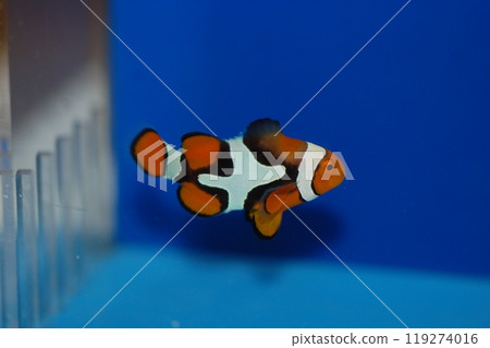 True Percula Clownfish with a Plus Sign - Amphiprion percula True Percula Clownfish with a Plus Sign - Amphiprion percula 119274016
