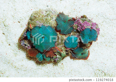 Blue-Green Mushrooms, Actinodiscus spp 119274018