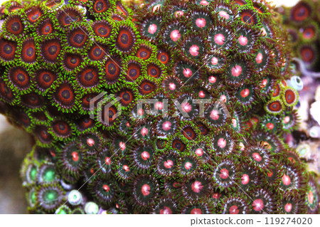 Pink Eye for the Eagle Eye Zoanthid Rock, Zoanthus spp Pink Eye for the Eagle Eye Zoanthid Rock, Zoanthus spp 119274020