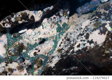 Green Zoanthids in Maui, Hawaii Tidepool 119274027