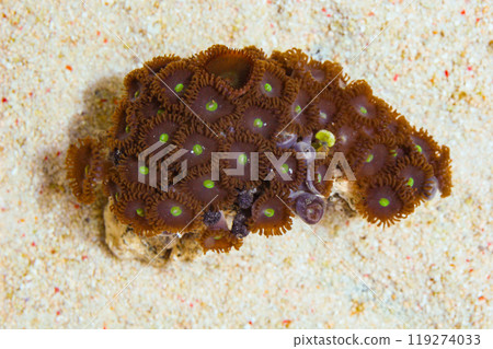 Green Center Purple People Eater Zoanthids, Palythoa spp 119274033