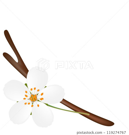 Corner with flower on a branch on white background. Corner with flower on a branch on white background. 119274767