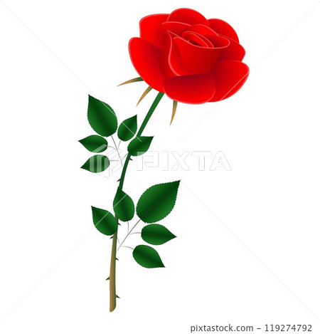 Red rose on white background. Red rose on white background. 119274792