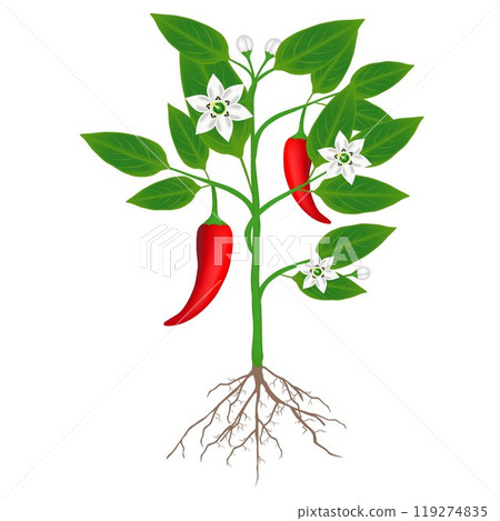 A plant of chili peppers on a white background. A plant of chili peppers on a white background. 119274835
