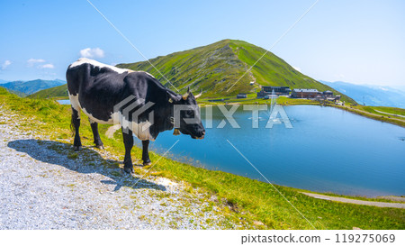 A cow stands peacefully by the Wildkogel water reservoir, surrounded by the stunning Austrian Alps. Clear blue skies enhance the tranquil alpine landscape on a sunny day. 119275069