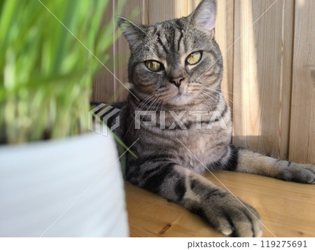 Scottish straight-eared grey striped cat. High quality photos 119275691