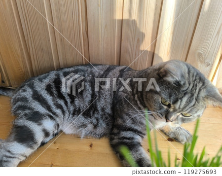 Scottish straight-eared grey striped cat. High quality photos 119275693