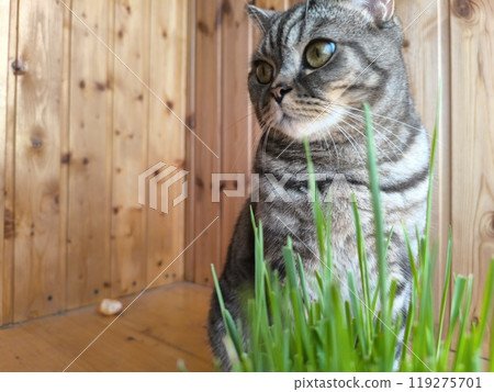 Scottish straight-eared grey striped cat. High quality photos Scottish straight-eared grey striped cat. High quality photos 119275701