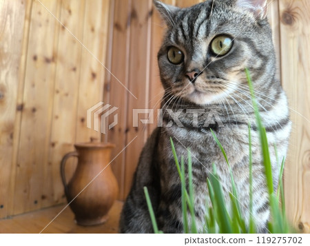 Scottish straight-eared grey striped cat. High quality photos 119275702