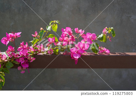 Pink bougainvillea flowering branch with young green leaves on iron fence against a gray wall at the spring. Ornamental creeping plant illuminated by the sun. Pink bougainvillea flowering branch with young green leaves on iron fence against a gray wall at the spring. Ornamental creeping plant illuminated by the sun. 119275803