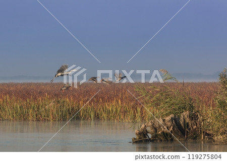 Danube Delta, Romania Danube Delta, Romania 119275804