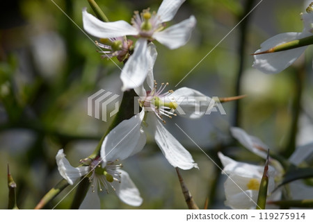 Shoseien Garden, South Gate Hedge of Trifoliate Orange, Shimogyo Ward, Kyoto City 119275914