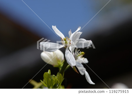Shoseien Garden, South Gate Hedge of Trifoliate Orange, Shimogyo Ward, Kyoto City 119275915