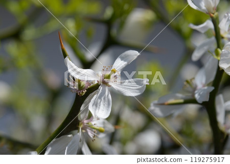 Shoseien Garden, South Gate Hedge of Trifoliate Orange, Shimogyo Ward, Kyoto City Shoseien Garden, South Gate Hedge of Trifoliate Orange, Shimogyo Ward, Kyoto City 119275917