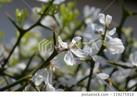 Shoseien Garden, South Gate Hedge of Trifoliate Orange, Shimogyo Ward, Kyoto City Shoseien Garden, South Gate Hedge of Trifoliate Orange, Shimogyo Ward, Kyoto City 119275918