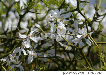 Shoseien Garden, South Gate Hedge of Trifoliate Orange, Shimogyo Ward, Kyoto City Shoseien Garden, South Gate Hedge of Trifoliate Orange, Shimogyo Ward, Kyoto City 119275923