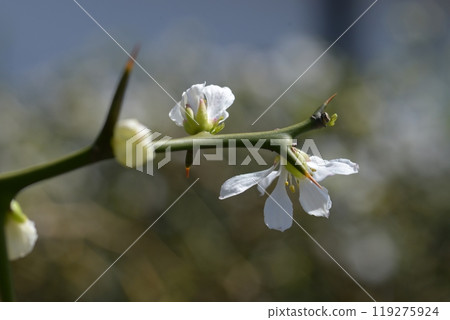 Shoseien Garden, South Gate Hedge of Trifoliate Orange, Shimogyo Ward, Kyoto City 119275924