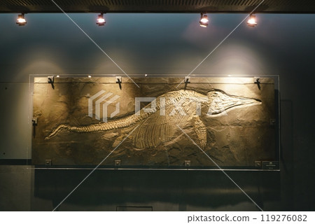 Fukui Prefectural Dinosaur Museum - Ichthyosaur Fukui Prefectural Dinosaur Museum - Ichthyosaur 119276082