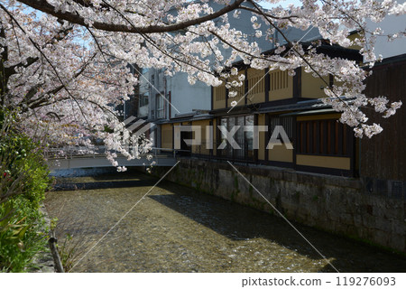 Spring in Gion Shirakawa, Higashiyama Ward, Kyoto City Spring in Gion Shirakawa, Higashiyama Ward, Kyoto City 119276093