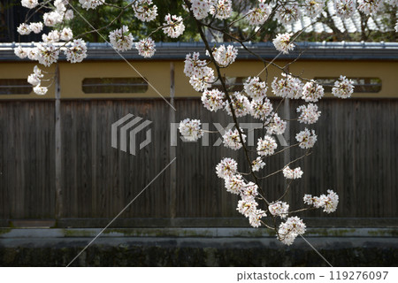 Spring in Gion Shirakawa, Higashiyama Ward, Kyoto City 119276097