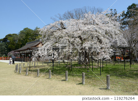 Spring at Kamigamo Shrine, Saio Sakura, Kita Ward, Kyoto City 119276264
