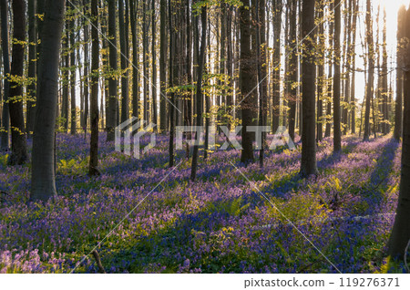 Sunrise illuminating bluebells Sunrise illuminating bluebells 119276371