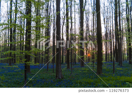 Sunrise illuminating bluebells 119276373