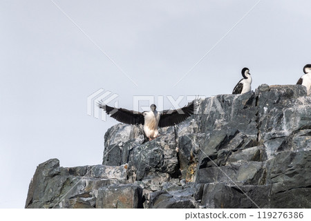 An Antarctic Shag at Mikkelsen Harbour 119276386