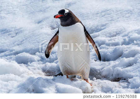 Close-up of a Gentoo Penguin on Trinity Island. Close-up of a Gentoo Penguin on Trinity Island. 119276388