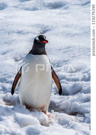 Close-up of a Gentoo Penguin on Trinity Island. 119276390